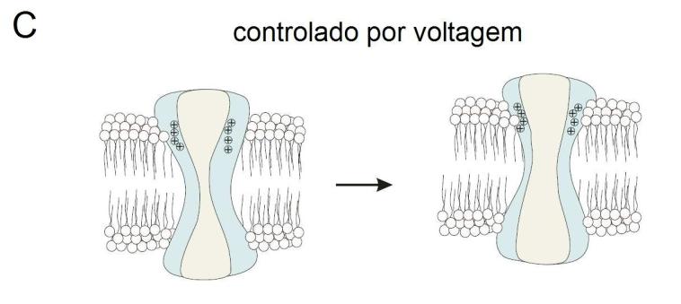 Estrutura molecular dos canais íons Os canais íons não são normalmente propriedade de uma única molécula de proteína, mas são os resultados da ligação não