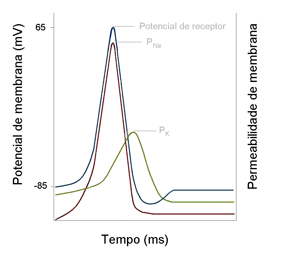 Fig. 4.1 Potencial de receptor. Fig. 4.1 Potencial de receptor. Alterações na permeabilidade de membrana ao sódio (P Na ) e ao potássio (P K ) subjacente a um potencial de membrana, em relação ao tempo.