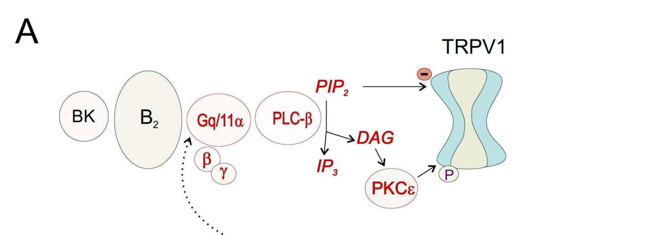 Modelos moleculares A ativação da maioria das células pela bradicinina (BK) é mediada pela fosfolipase C (PLC) e/ou fosfolipase A 2 (PLA 2 ); por consequência, estas são as vias bioquímicas ativadas
