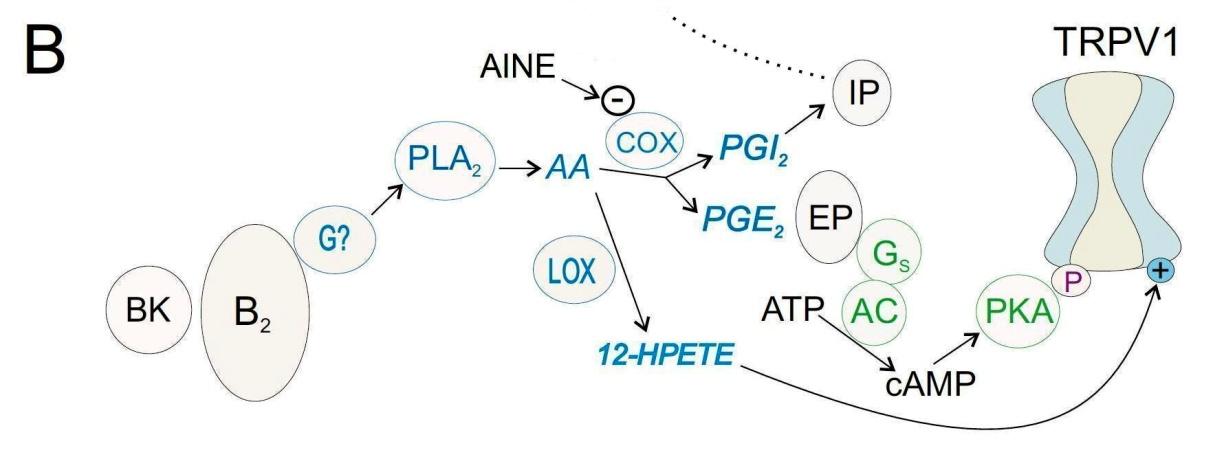 BK bradicinina; B 2 receptor dois de bradicinina; G proteína G e subunidades alfa, beta e gama; PLC- fosfolipase C-beta; PIP 2 fosfatidilinositol difosfato; IP 3 inositol trifosfato; DAG