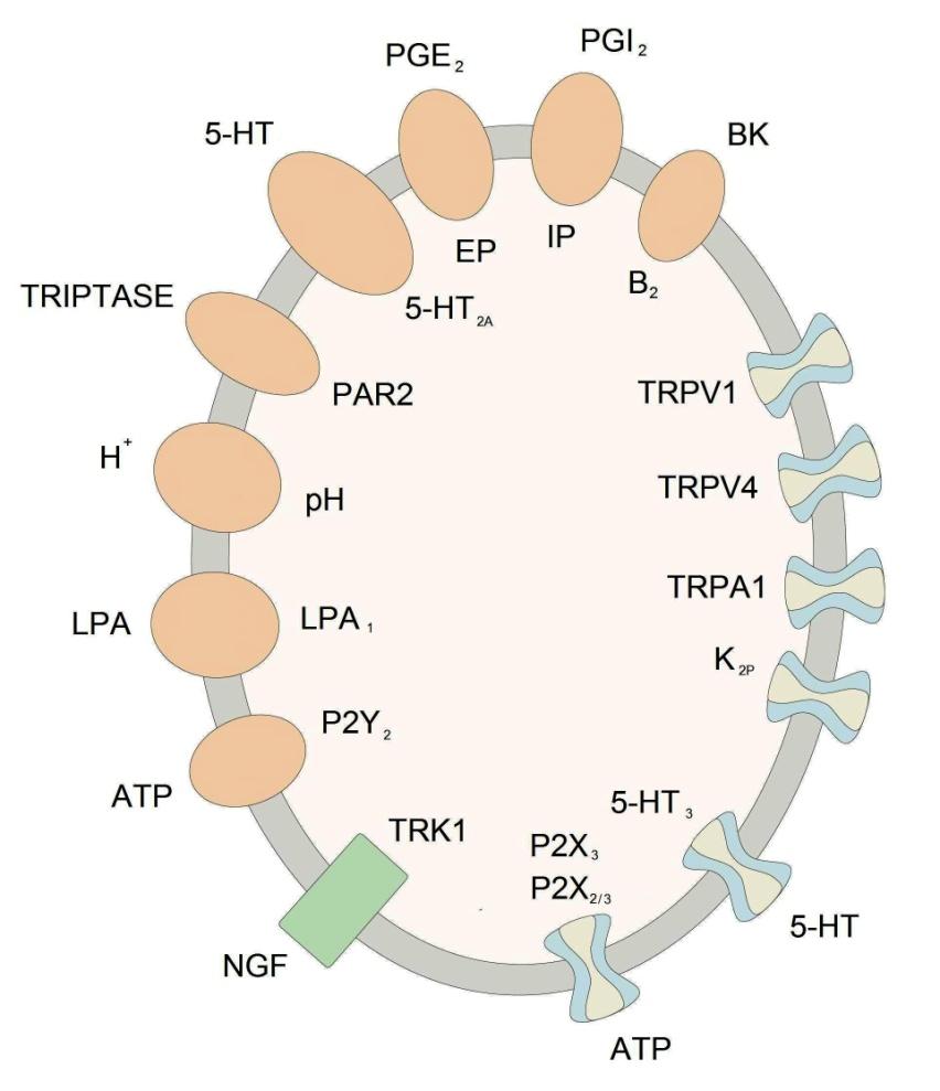 Fig. 4.7 Os canais e receptores envolvidos na transdução de sinal do nociceptor.