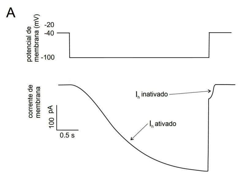Fig. 5.3 - A Grampeamento de voltagem Fig. 5.3 - B Grampeamento de corrente Fig. 5.3 Ativação e desativação da corrente de hiperpolarização.