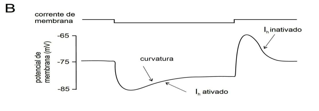 B grampeamento de corrente um pulso de corrente ativa Ih causando uma curvatura de despolarização durante a hiperpolarização da membrana.