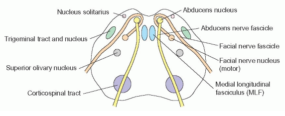 6º par craneano - nervo abducens O 6º par craneano é responsável unicamente pelo movimento de abducção ocular.
