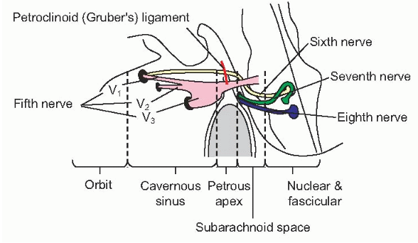 Deste núcleo partem neurónios que irão inervar o músculo recto lateral ipsilateral, primeiro através do fascículo do 6º par que percorre ventralmente o tronco encefálico e depois através do nervo