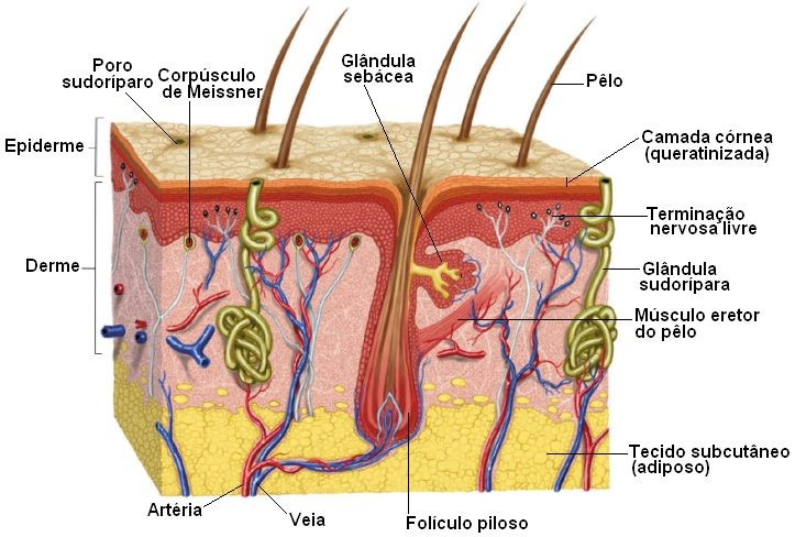 REVISÃO DA LITERATURA 25 Figura 2 Representação das camadas da pele e suas estruturas. A epiderme apresenta várias camadas que vão desde o estrato basal até o EC.