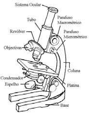 PROCESSO SELETIVO 011/1 - MEDICINA Em relação a essas afirmações concluímos que: A) Todas estão corretas; B) Todas estão erradas; C) Somente as afirmações I e II estão corretas; D) Somente as