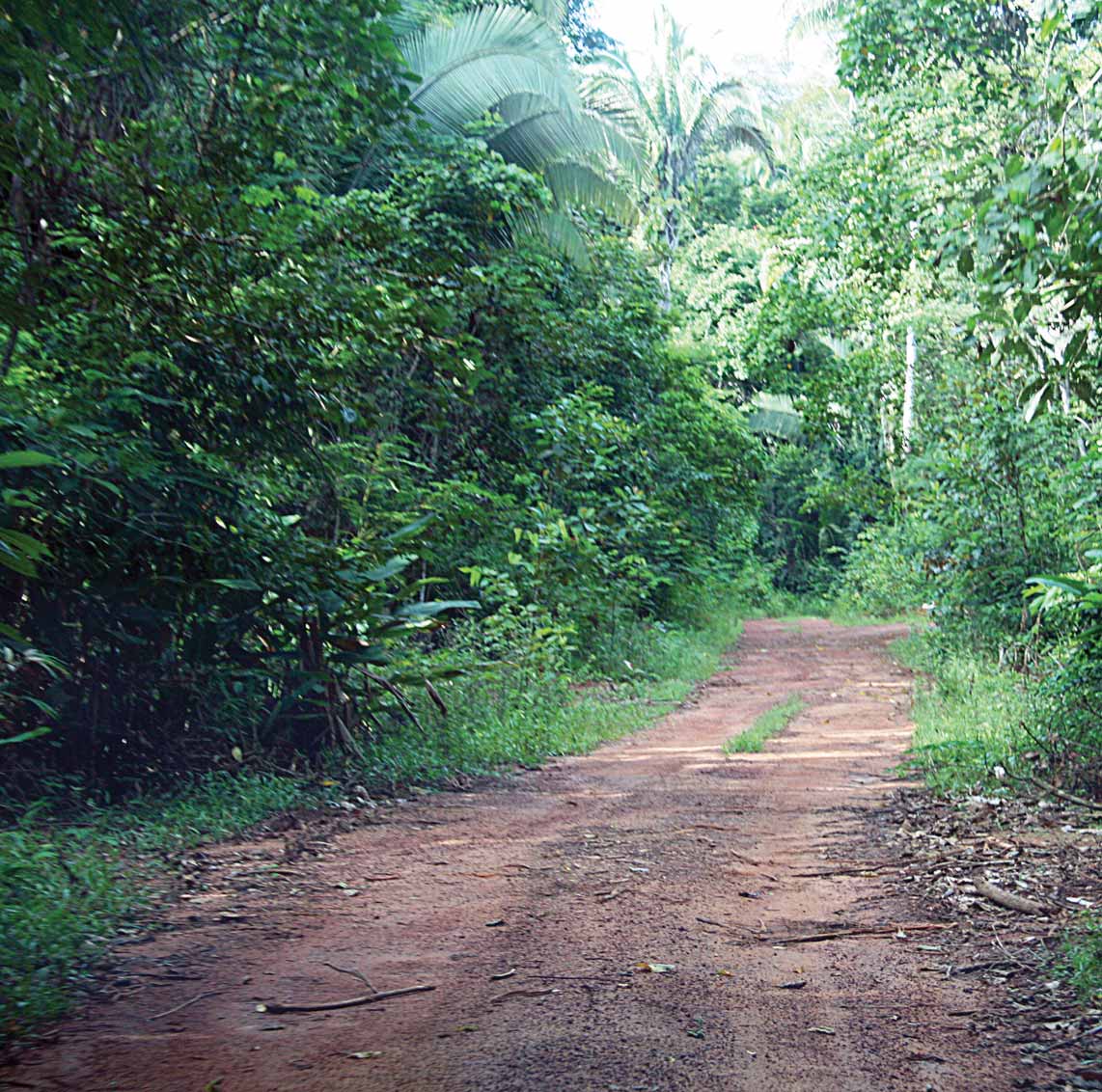 Floresta Amazônica trecho entre a capital Porto