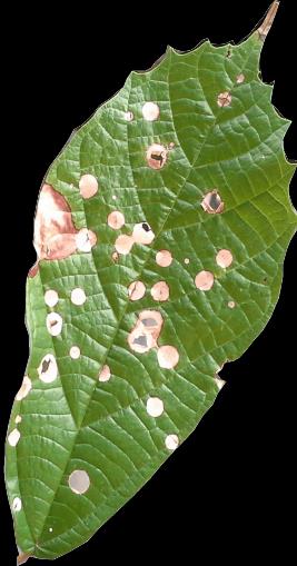 MANCHA DE FOMOPSIS Descrição: A mancha de fomopsis, causada pelo fungo Phomopsis sp.
