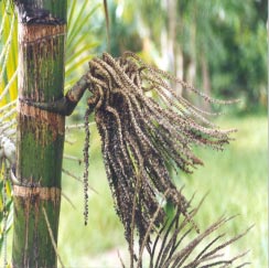 10 Cultivo do Açaizeiro para Produção de Fruto Broca dos frutos (Cocotrypes sp, Coleoptera): os endocarpos que caem no solo são atacados por um besouro que, dependendo da intensidade do dano, causam