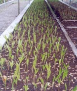 Cultivo do Açaizeiro para Produção de Fruto 5 No primeiro, as sementes limpas são arrumadas em camadas ou misturadas em substrato úmido, que pode ser serragem ou vermiculita.