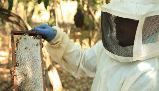 A associação dos apicultores consegue produzir 11 toneladas de mel por ano. A produção beneficia não só o município, mas também todas as cidades vizinhas.