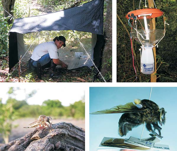 Ministério da Ciência e Tecnologia CAPÍTULO 16 Perspectivas para o Estudo de Diptera (Insecta) no Semi-árido Brasileiro Freddy Bravo Os Diptera incluem mais de 125 mil espécies conhecidas,