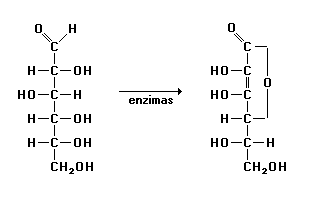 41 (UEL-PR) Nas plantas, certas enzimas transformam a glicose em vitamina C Nessa transformação, a glicose sofre: a) redução. b) oxidação. c) hidratação. d) tautomerização. e) polimerização.