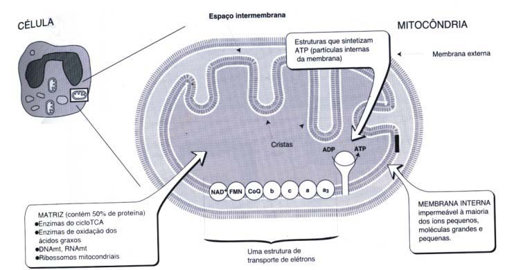 A membrana interna contêm m os componentes da cadeia