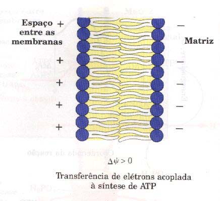 Um potencial elétrico transmembrana ( ) existe por