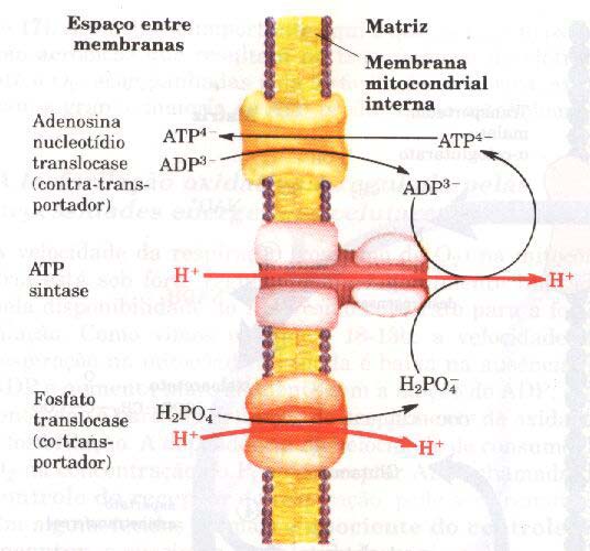 citocromos Os sistemas de transporte da membrana mitocondrial interna transportam ADP e Pi para dentro da matriz e permitem que o ATP recém