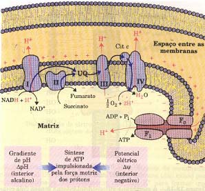citocromos Os elétrons do NADH e outros substratos oxidáveis passam através de uma cadeia de transportadores (citocromos) arranjados assimetricamente na membrana.