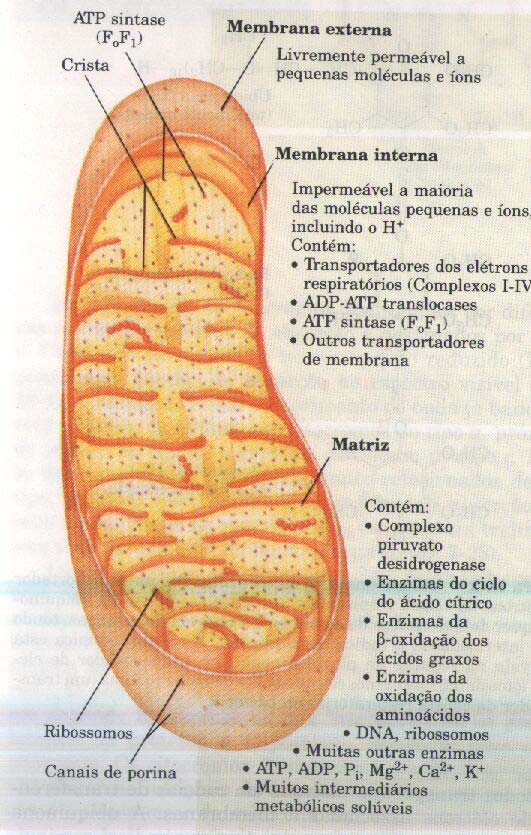 Detalhe da mitocôndria A membrana mitocondrial externa é facilmente permeável a pequenas moléculas e íons.