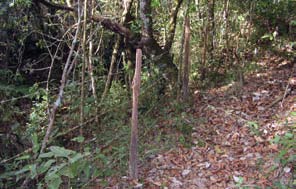 terra Cerrado Mineiro Sul de Minas Gerais Exigência Impacto Qualidade Impacto Qualidade RAS Declaração de averbação da reserva legal g J bom i J HHHHH i a