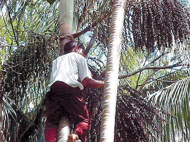 palmeira açaí para fins bioenergéticos em comunidades
