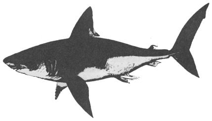 Tubarão-arenque Os tubarões e os arenques não são atingidos pela destruição da camada de ozônio de um modo direto.