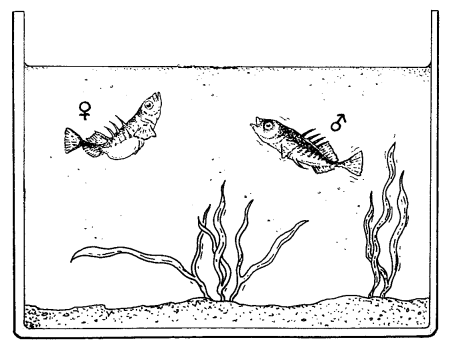 O COMPORTAMENTO DO ESGANA-GATA O esgana-gata é um peixe de fácil manutenção em aquário. Fêmea Macho Durante a época de reprodução, a barriga do esgana-gata macho passa do prata ao vermelho.