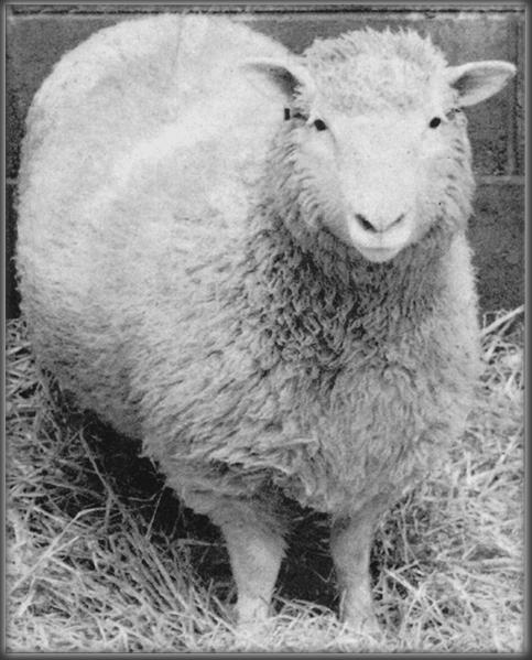 CLONAGEM QUESTÃO 1 Qual ovelha é idêntica à Dolly?