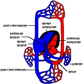 ventrículo direito (válvula tricúspide) e do átrio esquerdo para o ventrículo esquerdo (válvula mitral ou bicúspide).