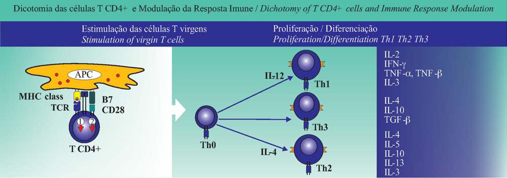 Figura 1: Subpopulações das células T CD4+ e principais citocinas produzidas Adaptada do