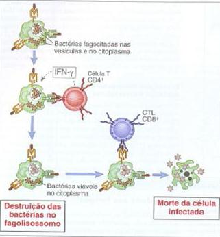 BACTÉRIAS INTRACELULARES Cooperação entre