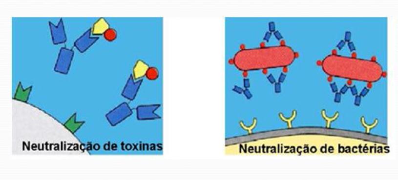 BACTÉRIAS EXTRACELULARES