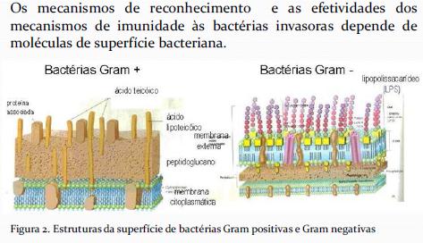 BACTÉRIAS