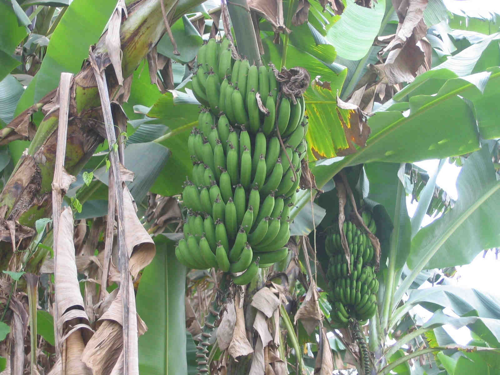 DRS Cultivo de Banana - São João Baliza (RR) Abrange 150 famílias