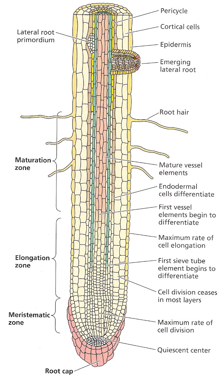 Figura 7 Diagrama de uma raiz primária mostrando a coifa, zona meristemática, zona de alongamento, zona de maturação e o aparecimento de raízes laterais (Taiz & Zeiger, 1998).