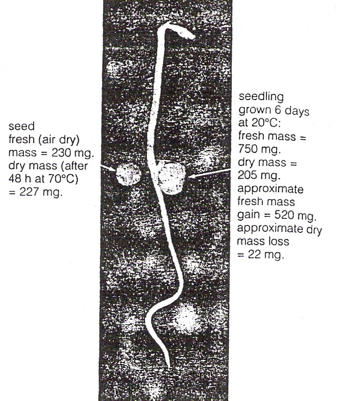 Figura 1 Mudanças no peso da matéria fresca e no peso da matéria seca de sementes de ervilha germinando no escuro (Salisbury & Ross, 1991) Além do crescimento absoluto (aumento em altura ou massa em