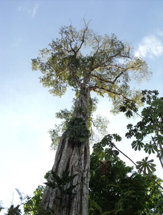 ÍNDICE INTRODUÇÃO: O QUE É DESENVOLVIMENTO TERRITORIAL? 1. O QUE É O PLANO TERRITORIAL DE DESENVOLVIMENTO RURAL SUSTENTÁVEL? 06 09 2. ELEMENTOS DE IDENTIDADE DO TERRITÓRIO PORTAL DA AMAZÔNIA 2.