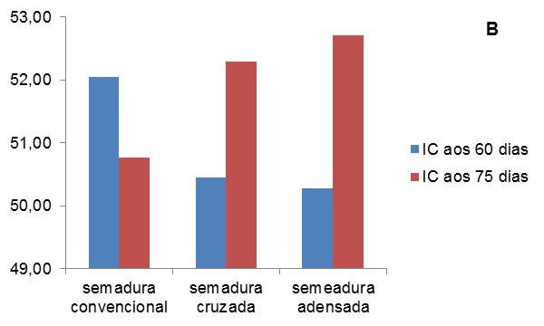 Índice de clorofila aos 60 e aos 75 dias após a semeadura, quanto ao sistema de manejo do solo (A) e semeadura (B).