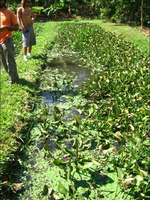 49 Esse sistema imita a natureza em seu processo de recuperação da qualidade de água, podendo ser utilizado em pequena ou larga escala. Conhecido como sistema de Wetlands, constitui-se de [.