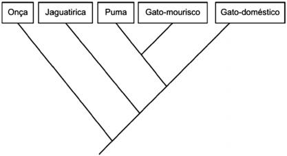 c) Entre os felinos do cladograma, o gato-doméstico é o mais evoluído. d) O puma e o gato-mourisco são mais próximos geneticamente do que a onça e a jaguatirica.