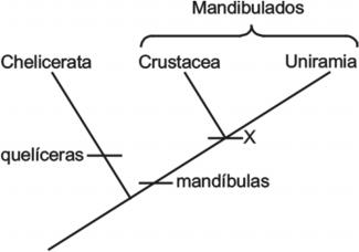 15 - (UNIFOR CE) O esquema abaixo representa um cladograma simplificado dos subfilos viventes dos Arthropoda.