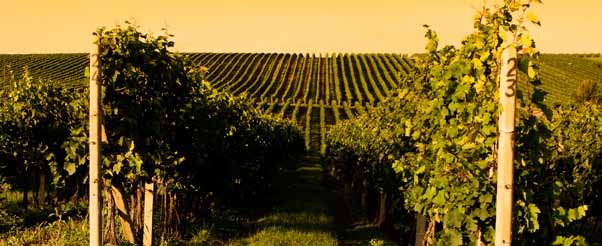 Grand Cru 2013 FRANÇA Bourgogne A região que trabalha com apenas dois tipos de uvas, a Pinot Noir e a Chardonnay, produz alguns dos melhores vinhos de guarda do mundo, caracterizados principalmente