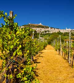 Itália Piemonte Veneto Os gregos a chamavam de Enotria, terra do vinho. A Itália é líder mundial na produção vinícola e consome mais vinho que qualquer outro país no mundo.