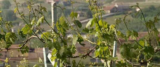 Grand Cru 2013 ITÁLIA Produttori dei Barbaresco Em 1894 foi criada a primeira cooperativa, Cantina Sociali, formada por nove proprietários de vinicolas de Barbaresco.