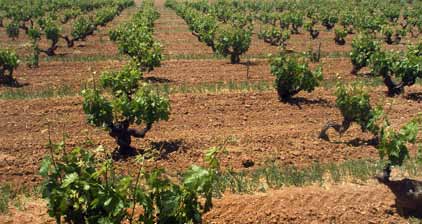 Espanha A Espanha é detentora da maior área de vinhedos no planeta.