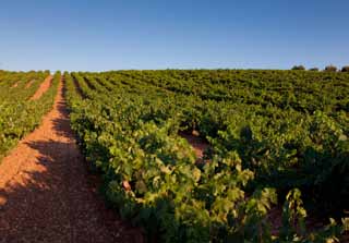 Há no país 54 regiões DOs (Denominación de Origen), e boa parte delas tem seus vinhos consumidos internamente ou exportados em pequenas quantidades.