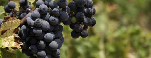 ESPANHA Grand Cru 2013 Rueda Líder em vinhos brancos na Espanha, destaca-se pela produção de Verdejo.