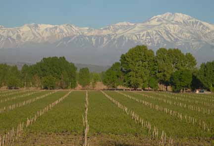 A Malbec, de origem francesa, que pode revelar suas melhores qualidades na altitude de Mendoza, resulta em excelentes vinhos que expressam toda a tipicidade do terroir argentino.