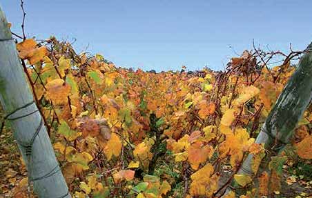 Uruguai Tradicional na viticultura, o Uruguai possui significativo consumo interno ao longo dos séculos; o consumo per capita é de 30 litros anuais.
