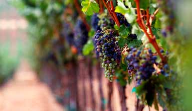 Austrália Barossa Valley Canberra Ícone do Novo Mundo, o país iniciou a produção de vinhos com alguns colonos alemães, que se dedicaram exclusivamente ao cultivo da uva e produção do vinho.